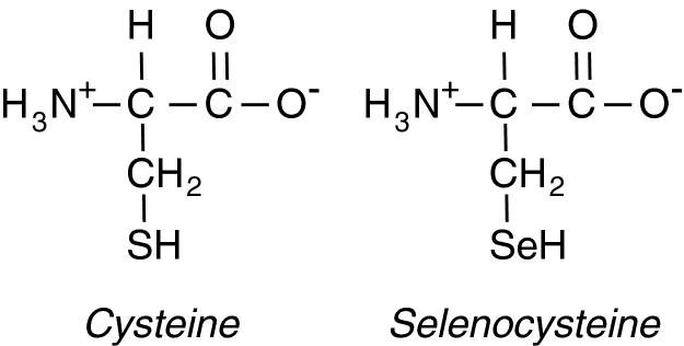 Cysteine and Selenocysteine